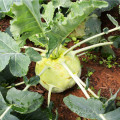 Kedluben pozdní bílý Gigant - Brassica oleracea - osivo kedlubny - 100 ks