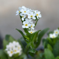 Pomněnka lesní Snowsylva - Myosotis sylvatica - osivo pomněnky - 60 ks