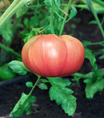 Rajče Brandywine růžové - Solanum lycopersicum - osivo rajčat - 6 ks