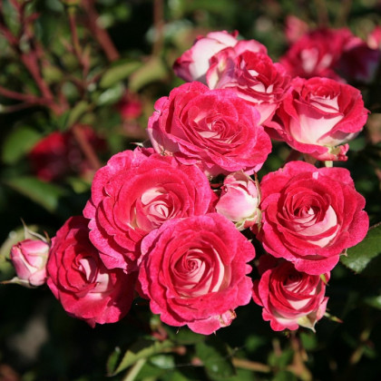 Růže mnohokvětá Schöne Koblenzerin - Kordes - Rosa - prostokořenné sazenice růží