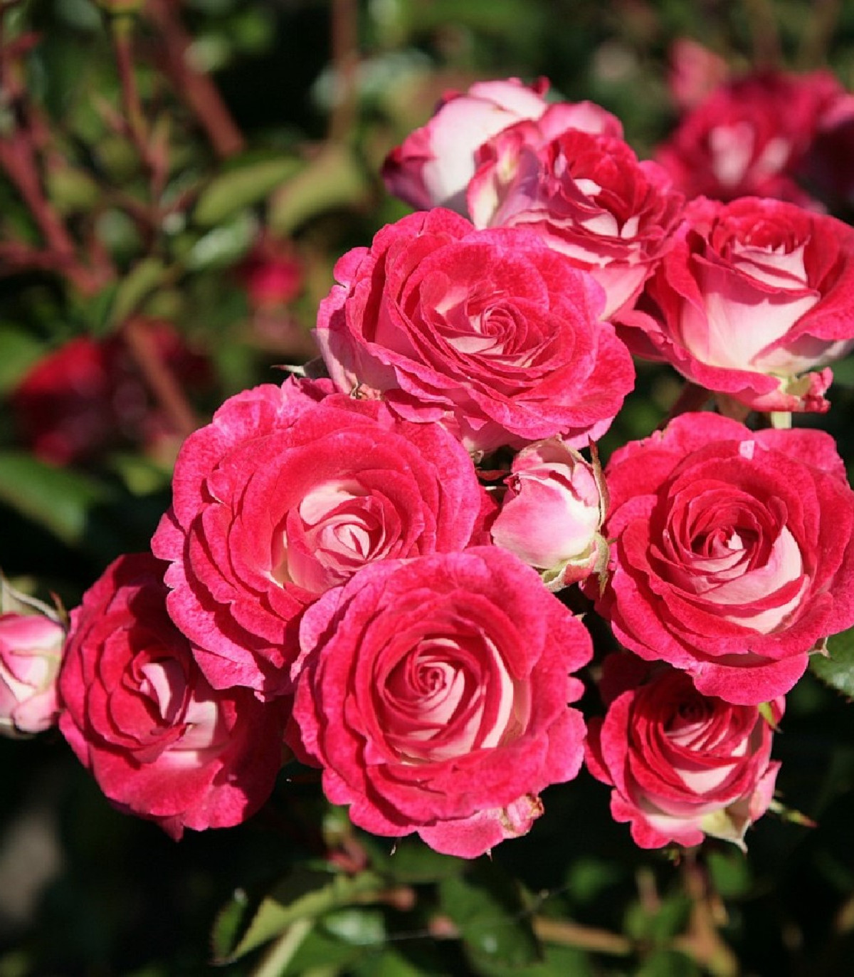 Růže mnohokvětá Schöne Koblenzerin - Kordes - Rosa - prostokořenné sazenice růží