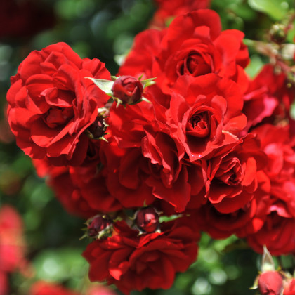 Růže keřová pnoucí Amadeus - Kordes - Rosa - prostokořenné sazenice růží