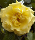 Růže keřová pnoucí Golden Gate - Kordes - Rosa - prostokořenné sazenice růží