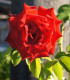 Růže velkokvětá červená Lidka - Rosa - prostokořenné sazenice růží