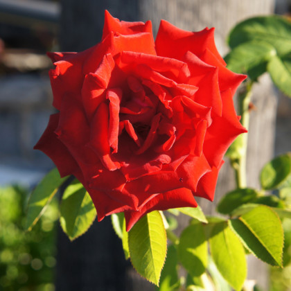Růže velkokvětá červená Lidka - Rosa - prostokořenné sazenice růží