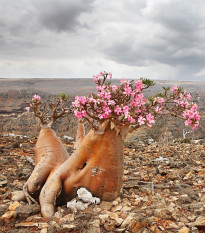 Pouštní růže - Adenium obesum - osivo kaktusů - 5 ks