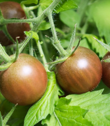 BIO Rajče černé Cherry - Solanum lycopersicum - bio osivo rajčat - 6 ks