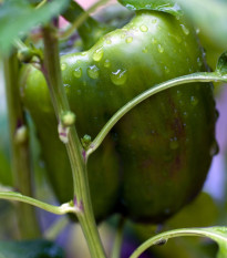 Paprika California Wonder - Capsicum annuum - osivo papriky - 20 ks