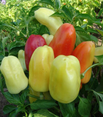 Paprika Boneta - Capsicum annuum - osivo papriky - 20 ks