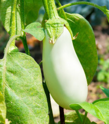 Lilek Jewel Jade - Solanum melongena - osivo lilku - 10 ks