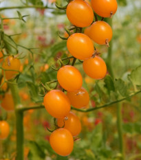 Rajče Aprikola F1 - Solanum lycopersicum - osivo rajčat - 7 ks