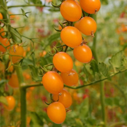 Rajče Aprikola F1 - Solanum lycopersicum - osivo rajčat - 7 ks