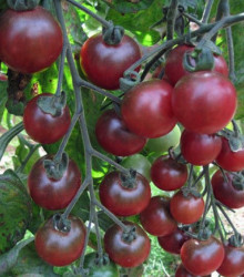 Rajče cherry Rosella - Lycopersicon esculentum - osivo rajčat - 6 ks