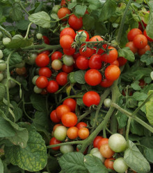 Rajče Bajaja - Solanum lycopersicum - osivo rajčat - 12 ks