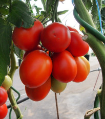 Rajče Sonet F1 - Solanum lycopersicum - osivo rajčat - 20 ks