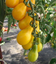 Rajče Perun - Solanum lycopersicum - osivo rajčat - 100 ks