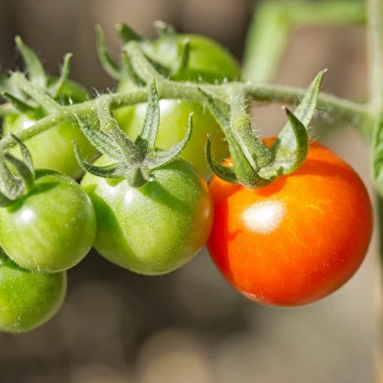 Rajče Moneymaker - Solanum lycopersicum - osivo rajčat - 20 ks