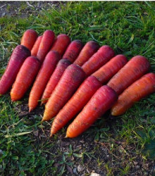BIO Mrkev raná Rouge Sang - Daucus carota - bio osivo mrkve - 200 ks