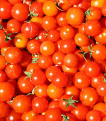 Rajče Gardeners Delight - Lycopersicon esculentum - osivo rajčat - 10 ks
