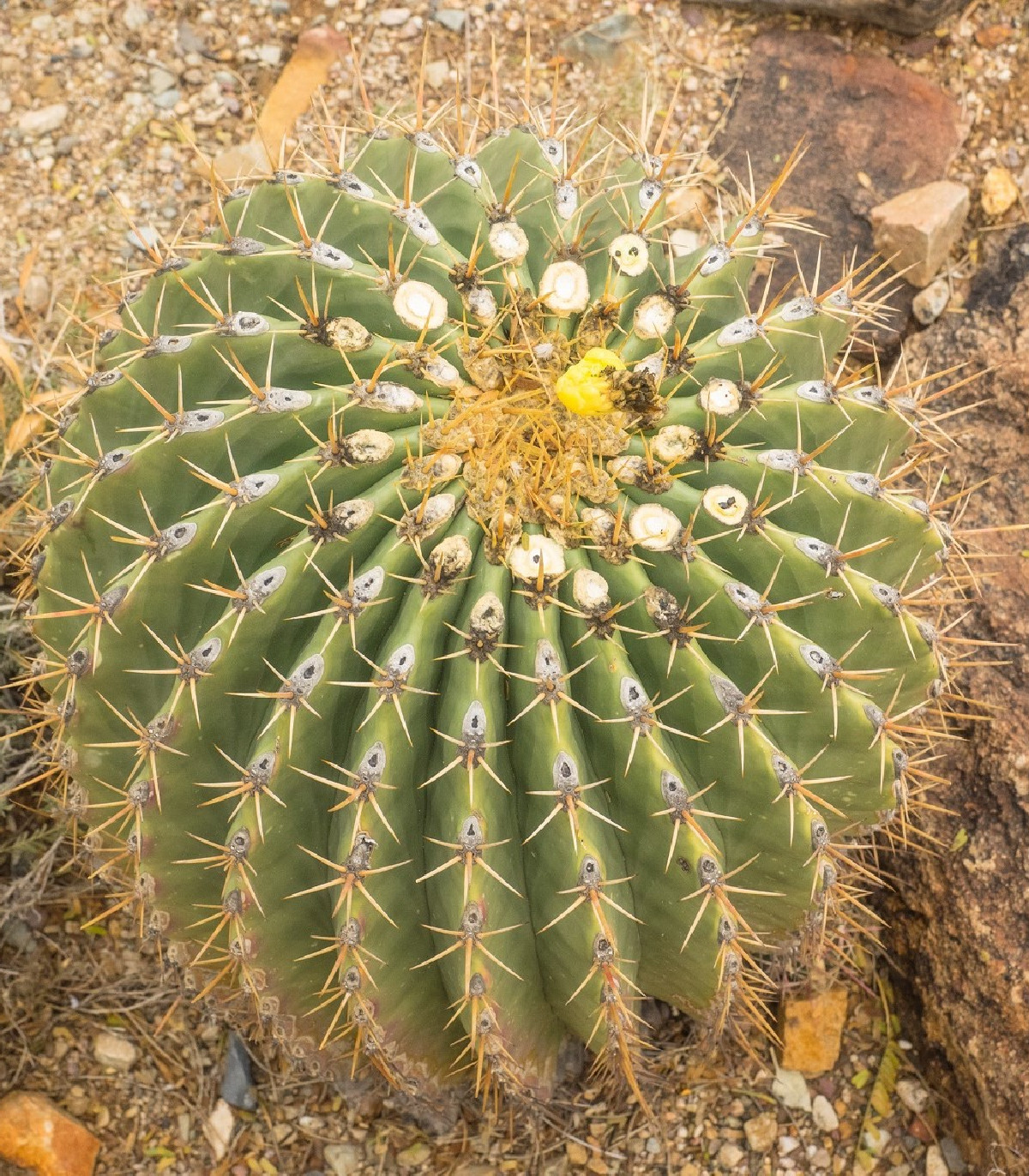 Ferokaktus - Ferokaktus alamosanus - osivo kaktusů - 10 ks