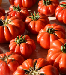 BIO Rajče Bührer-Keel - Solanum lycopersicum - bio osivo rajčat - 8 ks