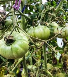 BIO Rajče White Beauty - Solanum lycopersicum - bio osivo rajčat - 7 ks