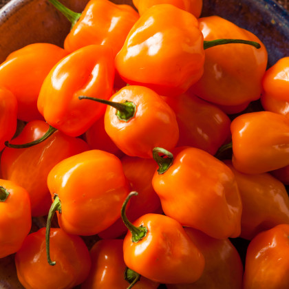 Chilli Bhut Jolokia oranžové - Capsicum chinense - osivo chilli - 5 ks