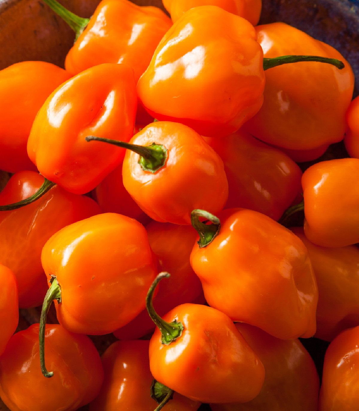 Chilli Bhut Jolokia oranžové - Capsicum chinense - osivo chilli - 5 ks