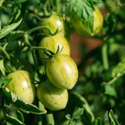 BIO Rajče Green Tiger - Solanum lycopersicum - bio osivo rajčat - 7 ks