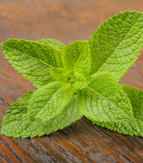 BIO Máta klasnatá - Mentha viridis - bio osivo máty - 25 ks