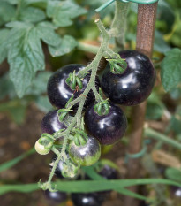 BIO Rajče Indigo Rose - Solanum lycopersicum - bio osivo rajčat - 7 ks