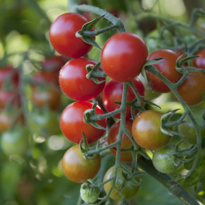 BIO Rajče koktejlové Primavera - Solanum lycopersicum - bio osivo rajčat - 7 ks