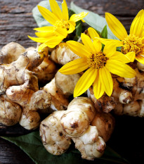 Topinambur červený Violet de rennes - Helianthus tuberosus - prostokořenná sazenice topinamburu - 1 ks