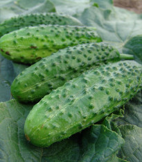 Okurka nakládačka Corveta F1 - Cucumis sativus - osivo okurky - 20 ks