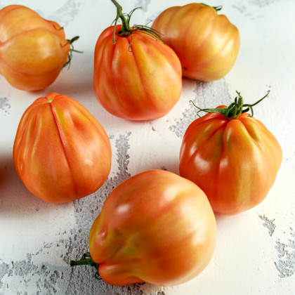 BIO Rajče Coure di Bue oranžové - Solanum lycopersicum - bio osivo rajčat - 8 ks