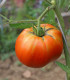 BIO Rajče Brandywine růžové - Solanum lycopersicum - bio osivo rajčat - 6 ks