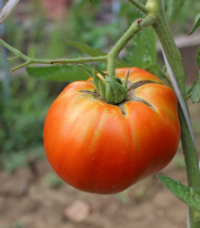 BIO Rajče Brandywine růžové - Lycopersicon lycopersicum - bio osivo rajčat - 6 ks