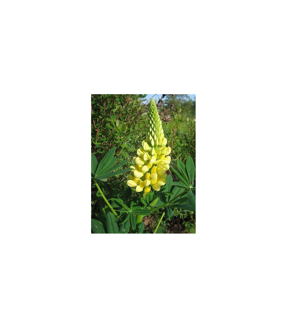 Vlčí bob žlutý - Lupina mnoholistá - Lupinus polyphyllus - semena vlčího bobu - 30 ks