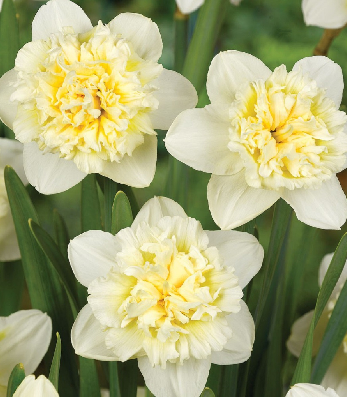 Narcis Ice King - Narcissus - cibule narcisů - 3 ks