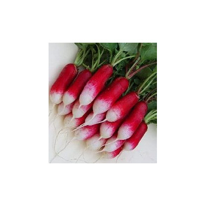 BIO Ředkev francouzská červenobílá - Raphanus sativus - bio osivo ředkve - 0,3 g
