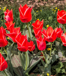 Tulipán Oriental Beauty - Tulipa - cibule tulipánů - 3 ks