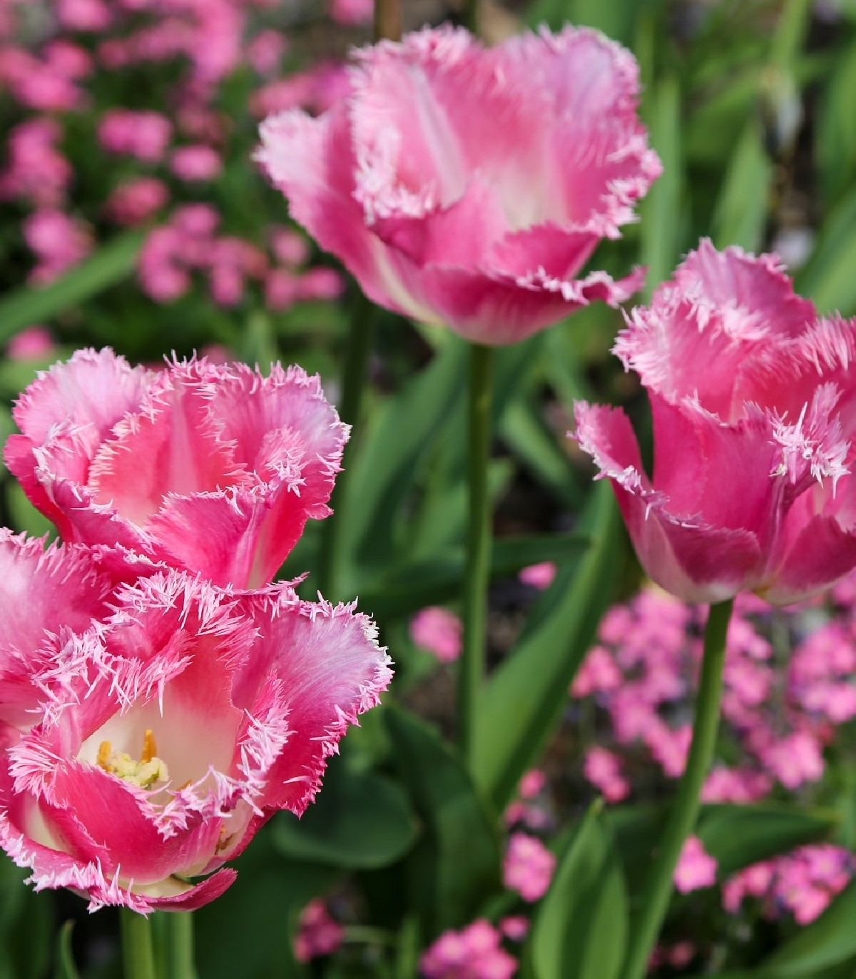 Tulipán Fancy Frills - Tulipa - cibule tulipánů - 3 ks