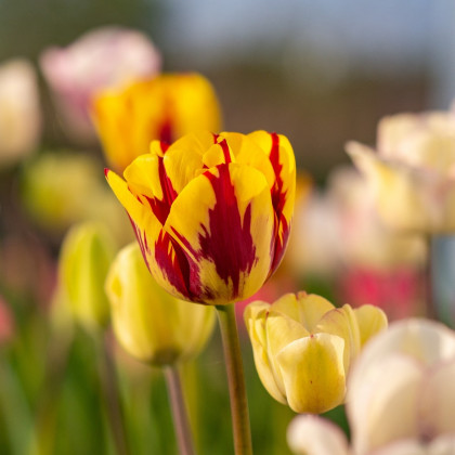 Tulipán Washington - Tulipa - cibule tulipánů - 3 ks