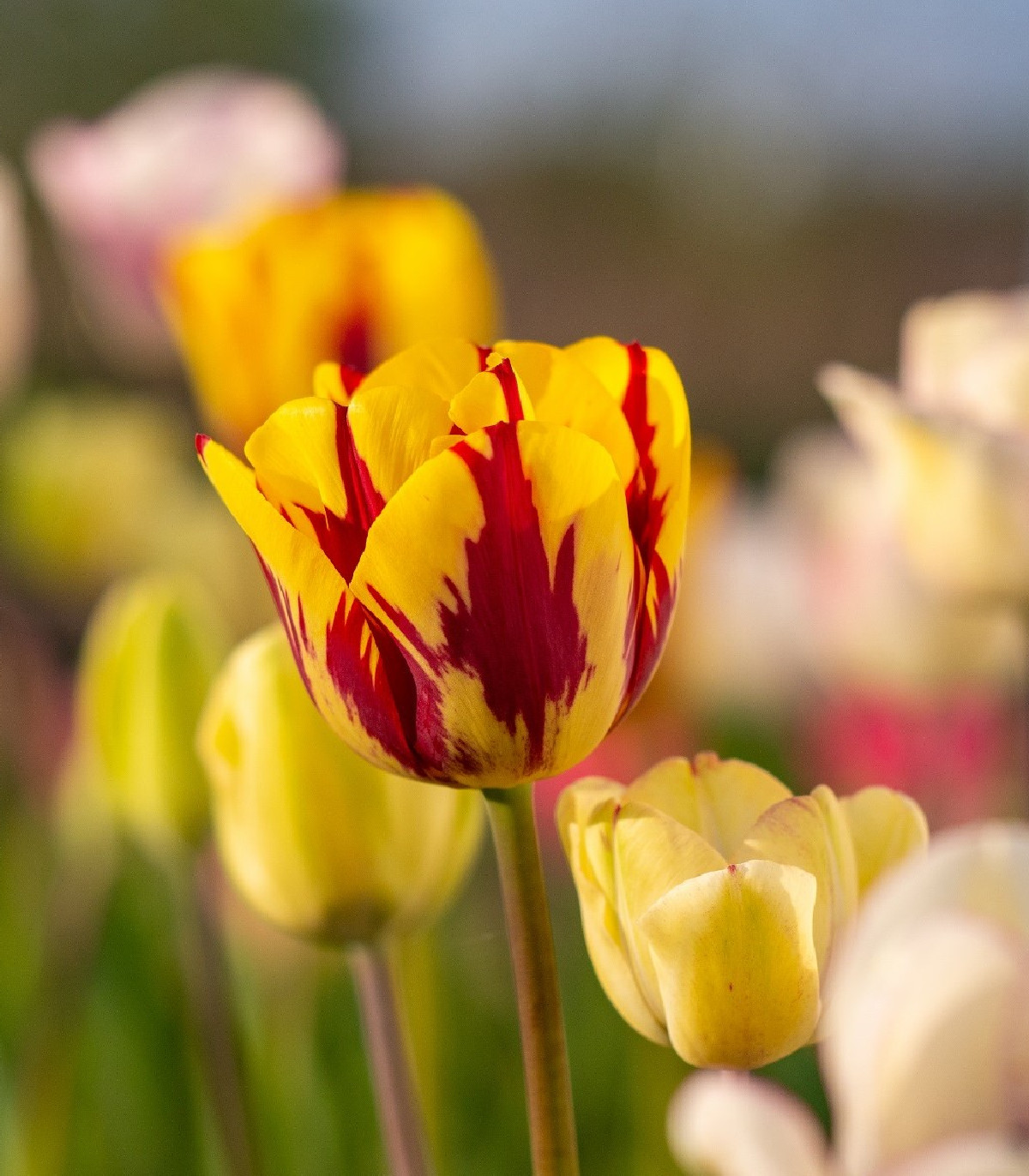 Tulipán Washington - Tulipa - cibule tulipánů - 3 ks