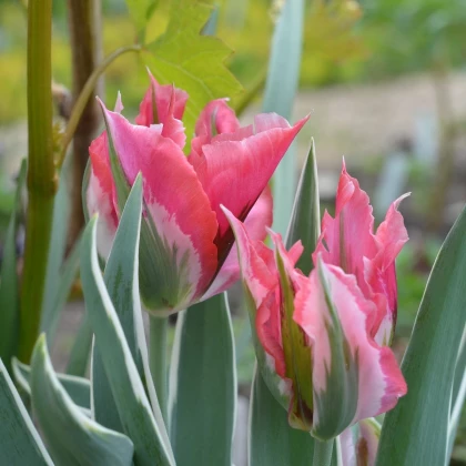 Tulipán Esperanto - Tulipa - cibule tulipánů - 3 ks