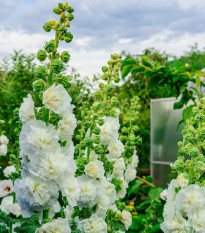 Topolovka plnokvětá bílá Chaters - Alcea rosea - osivo topolovky - 12 ks