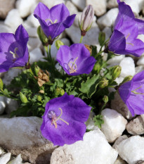 Zvonek karpatský modrý - Campanula carpatica - osiva zvonku - 400 ks