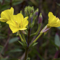 Pupalka dvouletá - Oenothera biennis - osivo pupalky - 150 ks