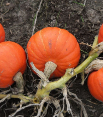 Tykev Amoro - Cucurbita Maxima Duchesne - osivo tykve - 5 ks