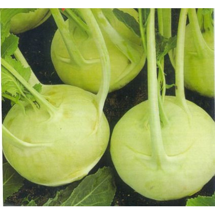 Kedluben extra jemný - rostlina Brassica oleracea - prodej semen kedlubny - 50 ks